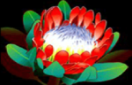 50 Lions lotus